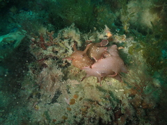 Aplysia punctata