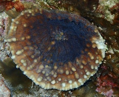 Oxypora convoluta
