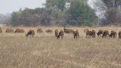 Hippotragus niger kirkii