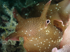 Aplysia punctata