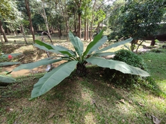 Ensete superbum