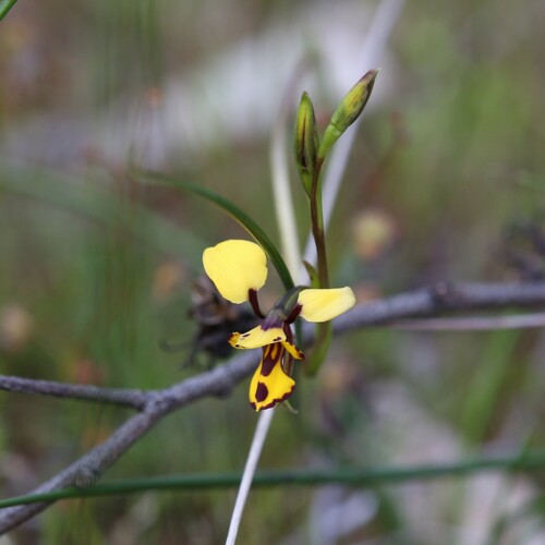 Image of Diuris laxiflora by (c) Hugo Innes, some rights reserved (CC BY)