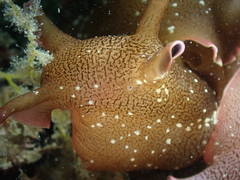 Aplysia punctata