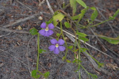 Scaevola striata