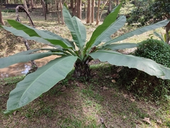 Ensete superbum