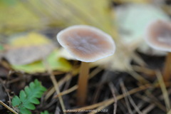 Rhodocollybia asema