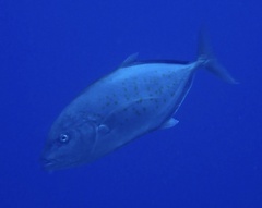 Flavocaranx bajad