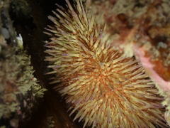 Psammechinus miliaris
