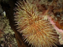 Psammechinus miliaris
