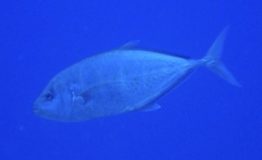 Flavocaranx bajad