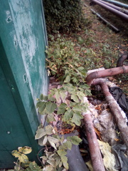 Acer negundo