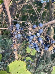 Vitis