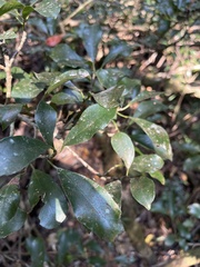 Ficus craterostoma