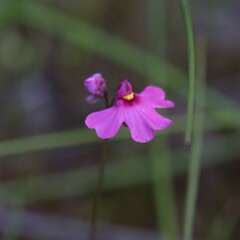 Utricularia multifida