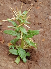 Xanthium spinosum