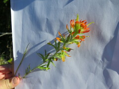 Castilleja coccinea