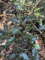 Ficus craterostoma