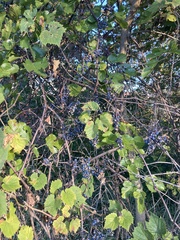 Vitis