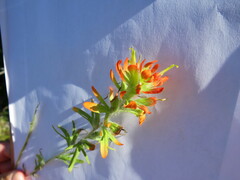 Castilleja coccinea