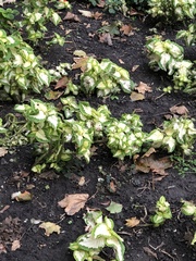 Coleus scutellarioides