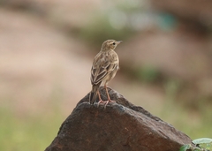 Anthus rufulus