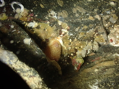 Pyura tessellata