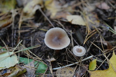 Rhodocollybia asema