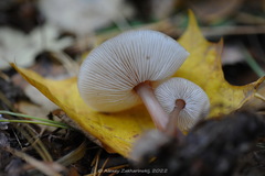 Rhodocollybia asema