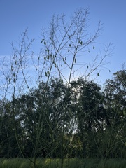 Sesbania vesicaria
