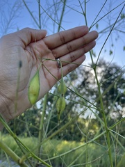Sesbania vesicaria