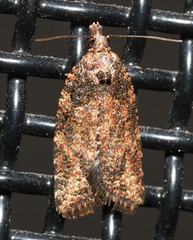Capua dura