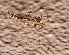 Chironomidae