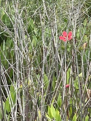 Hibiscus coccineus