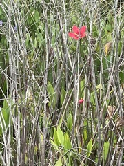 Hibiscus coccineus