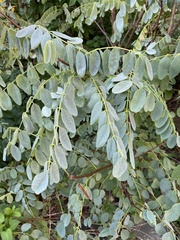 Robinia pseudoacacia