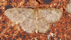 Idaea pilosata