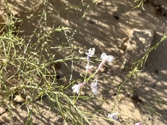 Penstemon ambiguus