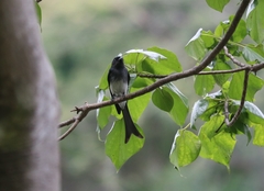 Dicrurus caerulescens