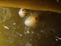 Patella pellucida