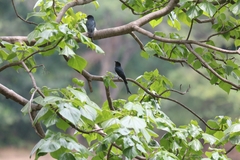 Dicrurus caerulescens