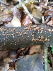 Hypoxylon fragiforme