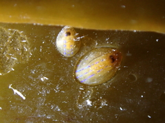 Patella pellucida