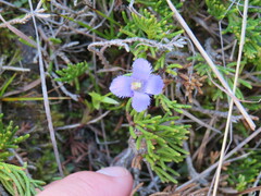 Gentianopsis