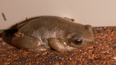 Litoria balatus