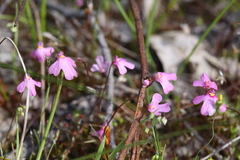 Utricularia multifida