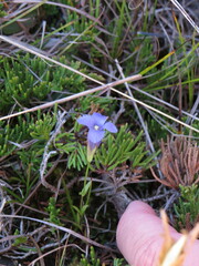 Gentianopsis