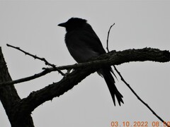 Dicrurus caerulescens