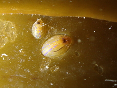 Patella pellucida