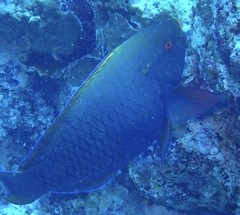 Scarus niger