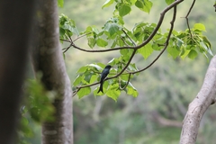Dicrurus caerulescens